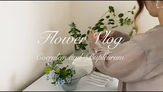 【花のある暮らしVlog】ブルースターとブプレリウムの爽やかなテーブルフラワー Life Filled with Flowers  Coerulem and Bupleurum [upl. by Octavus]