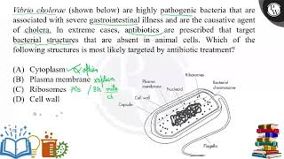 Vibrio cholerae shown below are highly pathogenic bacteria that are associated with severe gas [upl. by Timus]