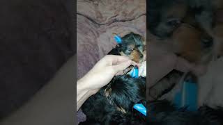 The Yorkshire Terrier puppies are already 15 months old [upl. by Kremer818]