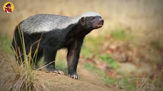 15 Unbelievable Honey Badger And Wolverine Attacks Caught On Camera [upl. by Clarette]