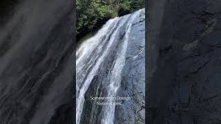 Hidden in Dorrigo National Park hidden waterfall nature hike discovery [upl. by Munro723]