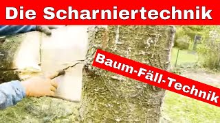 Baumfälltechnik Der Scharnierschnitt [upl. by Tedder]