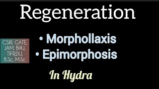 Morphollaxis amp Epimorphosis  In Hydra  Regeneration [upl. by Sylado545]