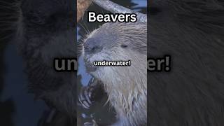 Beavers Natures Little Architects [upl. by Yema573]