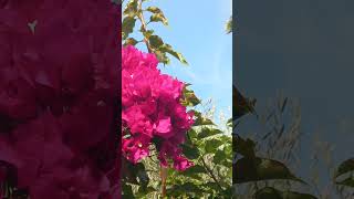 Nice Fleur bougainvillier Soleil Palmier nature music [upl. by Alexandr466]