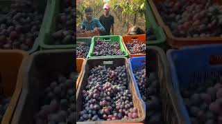 Grapes Farming  Nashik  Agri Search India Pvt Ltd youtubeshorts agriculture [upl. by Canale662]