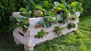 How to make a better Strawberry Pallet Planter [upl. by Noni]