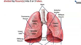 Anatomy of Trachea and Lungs  Dr Ahmed Farid [upl. by Sabra]