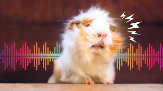 7 Guinea Pig Sounds amp What They Mean with Examples [upl. by Wemolohtrab]