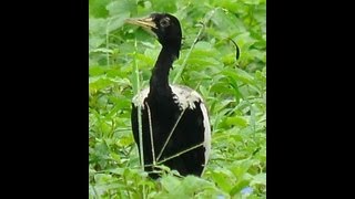 Lesser Florican display flutter jumps recorderd in rajasthan near ajmer [upl. by Amathiste]