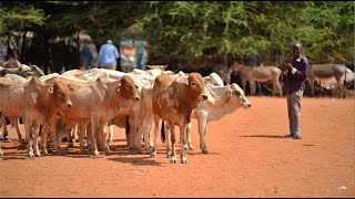 Strengthening Africa’s pastoral food systems transformation in the face of climate change [upl. by Amathist]