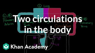 Two Circulations in the Body  Circulatory system physiology  NCLEXRN  Khan Academy [upl. by Cornia917]