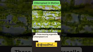 chloroplast in motionjhanjharpur 2024 Microscope🔬 DishaScienceClasses [upl. by Akienahs]