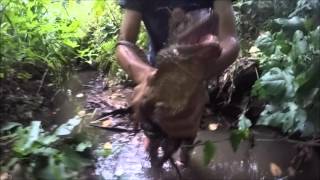 CATCHING THE BIGGEST EASTERN WATER DRAGON EVER BAREHANDED ABL [upl. by Amalee]