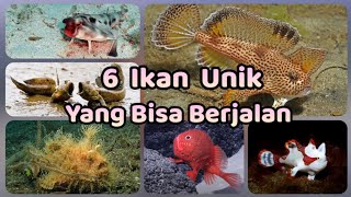 6 Ikan Unik Yang Bisa Berjalan Dan Tidak Berenang  Hasil Dari Sebuah Evolusi [upl. by Eednahs]