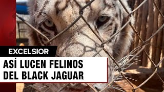 Así lucen felinos del Black Jaguar del Ajusco cuyo rescate costó 765 mdp [upl. by Ybrek]