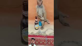 Mujhe Peene Ka Shauk Nahin Pita hun Gam Bhulane Ko funny monckey monkey4u comedy animals cute [upl. by Ophelie853]