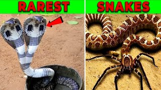 MindBlowing Top 10 Rarest Snakes That Will Impress You [upl. by Aidnyc]