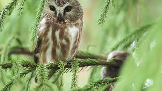 Northern SawWhet owl [upl. by Roarke]