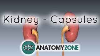 Capsules of the Kidney  Anatomy Tutorial [upl. by Joacimah]