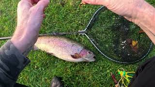 93  Catching Big trout at Avington Trout Fishery [upl. by Bogosian]