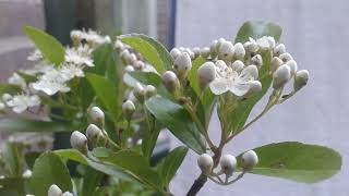 Cascade Pyracantha  Bonsai  🌳 [upl. by Nnaarual700]