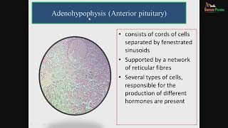 Histology of pituitary and suprarenal glands [upl. by Nedaj]