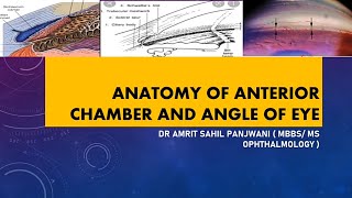 ANATOMY OF ANTERIOR CHAMBER AND ANGLE OF EYE [upl. by Rufe]