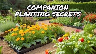 How to Boost Your Garden with Companion Planting [upl. by Yarehs]