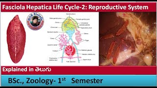 Fasciola Hepatica Life Cycle2 Reproductive System  Platyhelmenthes  HSR Bioinfo [upl. by Eima]