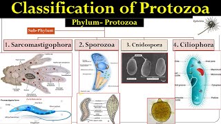 Protozoa classification  classification of protozoa  Protozoa  Honigberg Classification [upl. by Ecirtra]