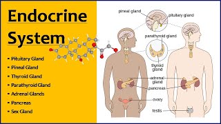 Endocrine System  Endocrine Glands  Function amp Location [upl. by Dell]