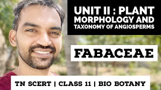 TN Class 11  Bio Botany  Fabaceae   Plant morphology and Taxonomy of Angiosperms [upl. by Manly339]