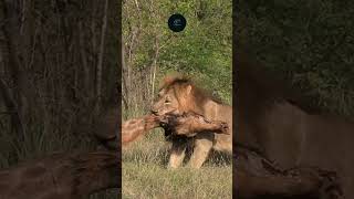 Lion Drags Giraffe Carcass Raw Power in Amboseli National Park maasaimara wildlifewarriors [upl. by Fuhrman562]