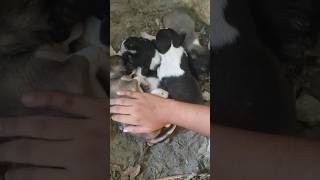 Little puppiesyoutubeshorts youtube viral trending shorts ytshorts dog puppy baby cute [upl. by Drarrej75]