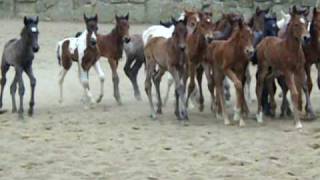 LCC 2010 Nurse Mare Foals [upl. by Clayborn]