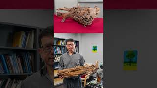 Discovery of 3775yearold preserved log supports wood vaulting as a climate solution [upl. by O'Donovan]