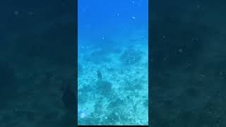 Triggerfish Attack Mode Activated Short lifebyabe philippines discoverscubadiving gopro [upl. by Nelloc377]