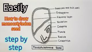 How to draw monocotyledon seed। ।monocot seed labeled diagram ।।step by step guide [upl. by Eremaj]