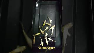 Golden Guppy Fish fish guppyfish aquariumfish aquariam [upl. by Aihseuqram190]