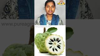 சீதாப்பழத்தின் பயன்கள் custard fruit food health organic protein vitamin life apple farm [upl. by Annairdna]