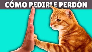 Aprende a DISCULPARTE con tu GATO ➡️ Los pasos para ganarte su cariño de nuevo [upl. by Adine]