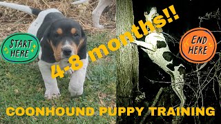 Coonhound Training Part 2 48 Months [upl. by Grayce]