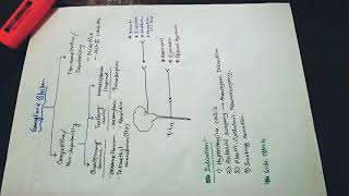 Anti nicotinic drugs Ganglionic blockers [upl. by Liddy]