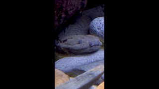 Meet Cricket the Eastern Hellbender [upl. by Seema]