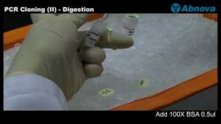 PCR Cloning II Digestion [upl. by Theran326]