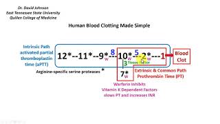 Blood Clotting Made Simple [upl. by Catlin902]