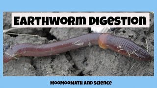 Earthworm digestive system [upl. by Dalury332]