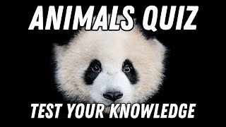 Animal World Quiz  How Many Can You Answer 100 Questions [upl. by Meekar]