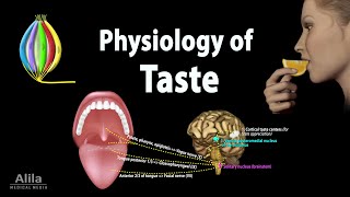 Taste Anatomy and Physiology Animation [upl. by Zelde]